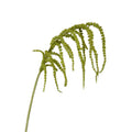 Amaranthus Hanging Spray Green 39 Inch