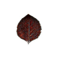 Hydrangea Leaf, Vigne
