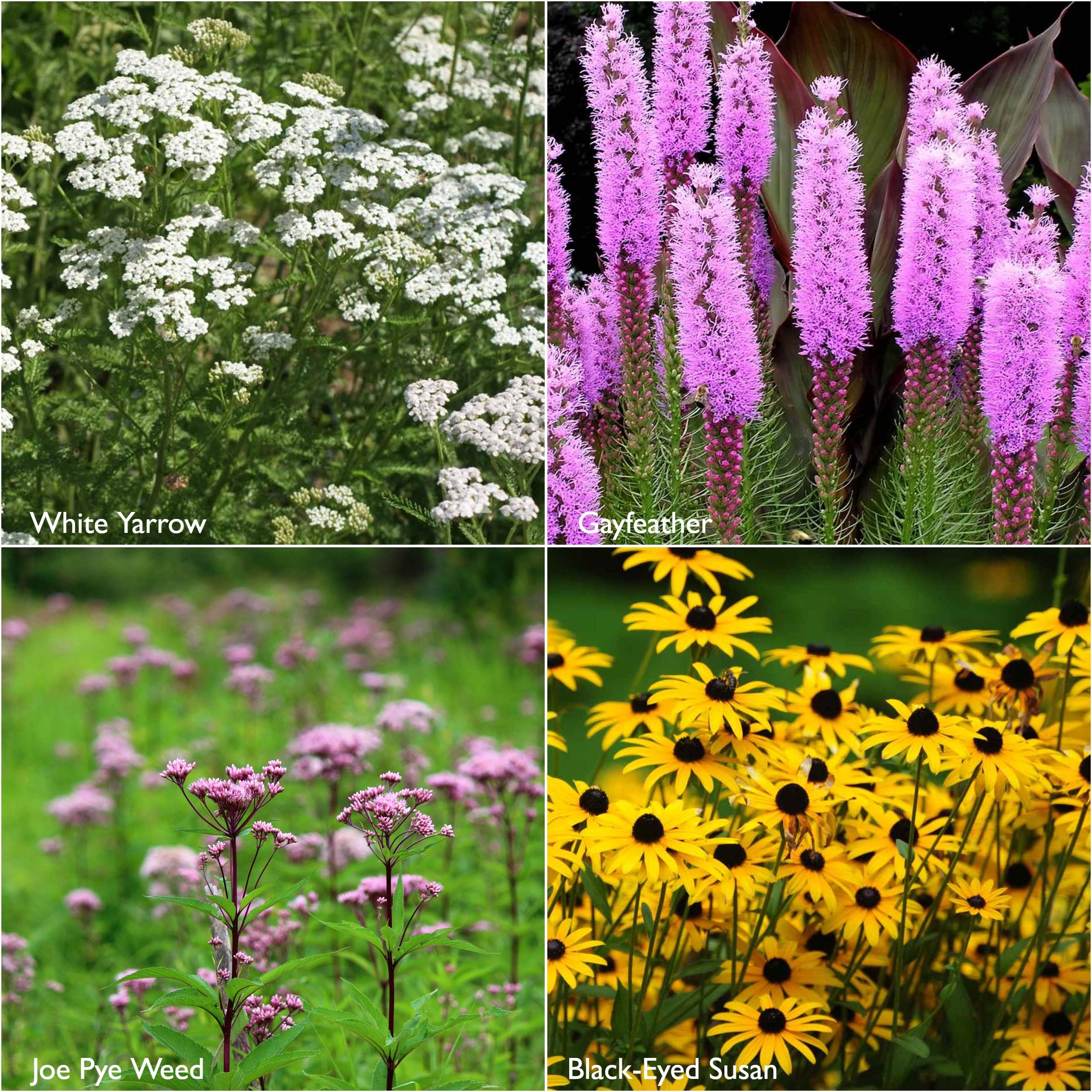 Scatter Garden | Monarch Butterfly Milkweed & Flower Garden