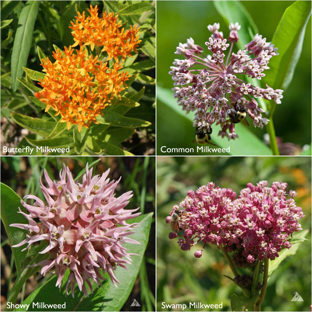 Scatter Garden | Monarch Butterfly Milkweed & Flower Garden