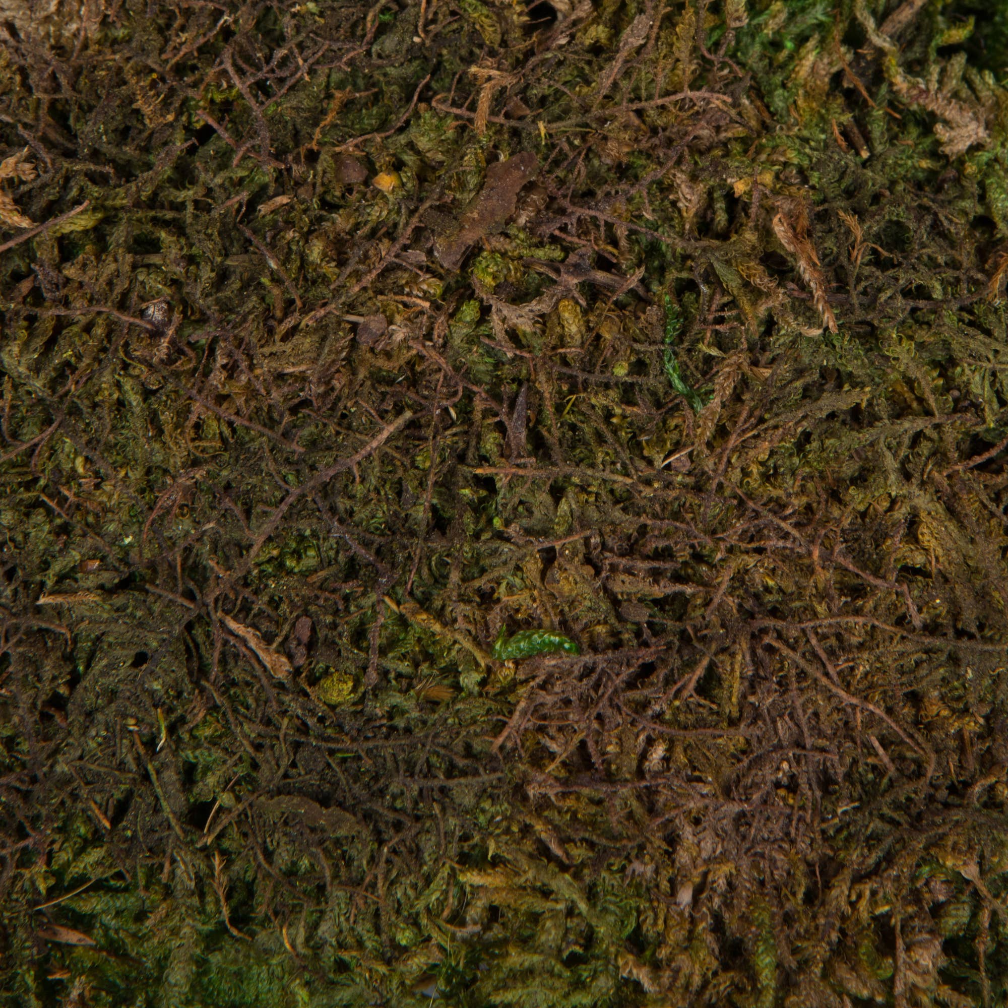 Vickerman 1.1 Lbs Bag of Green Sheet Moss, Preserved
