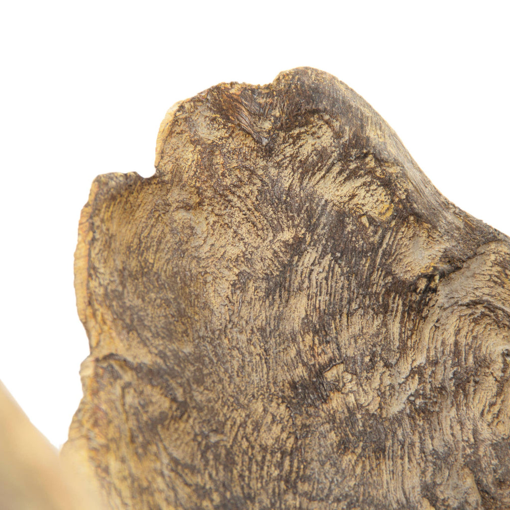 Small Trunk Scultpure
