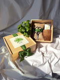 NEW Culinary Herb Garden Box | Thoughtful Gift| Spring