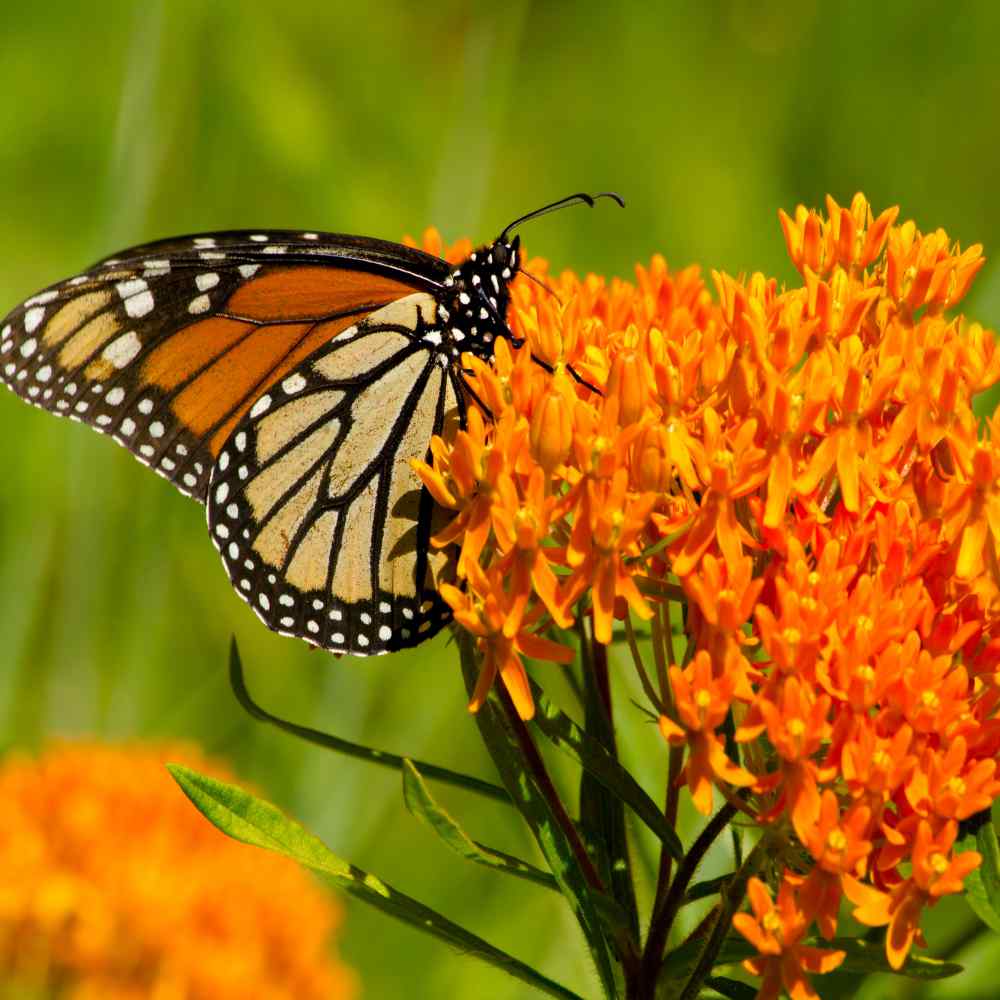 Scatter Garden | Monarch Butterfly Milkweed & Flower Garden