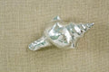 Ocean Shell Weight