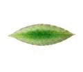 Laurel Leaf, Tomate