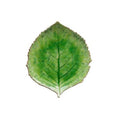 Hydrangea Leaf, Tomate