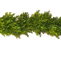 Boxwood Garland 6ft
