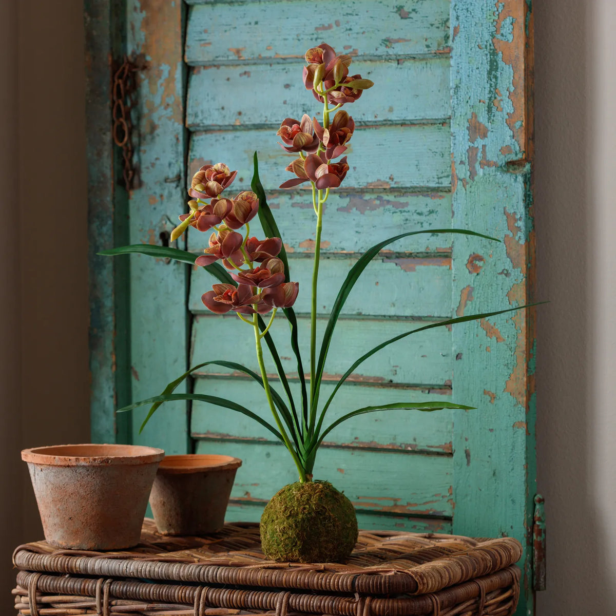 Brown-Green Cymbidium In Moss Ball