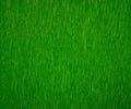 Lime Green - Set of 12