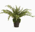 Boston Fern 16" Drop In