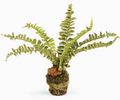 Boston Fern Drop-In (7.5")