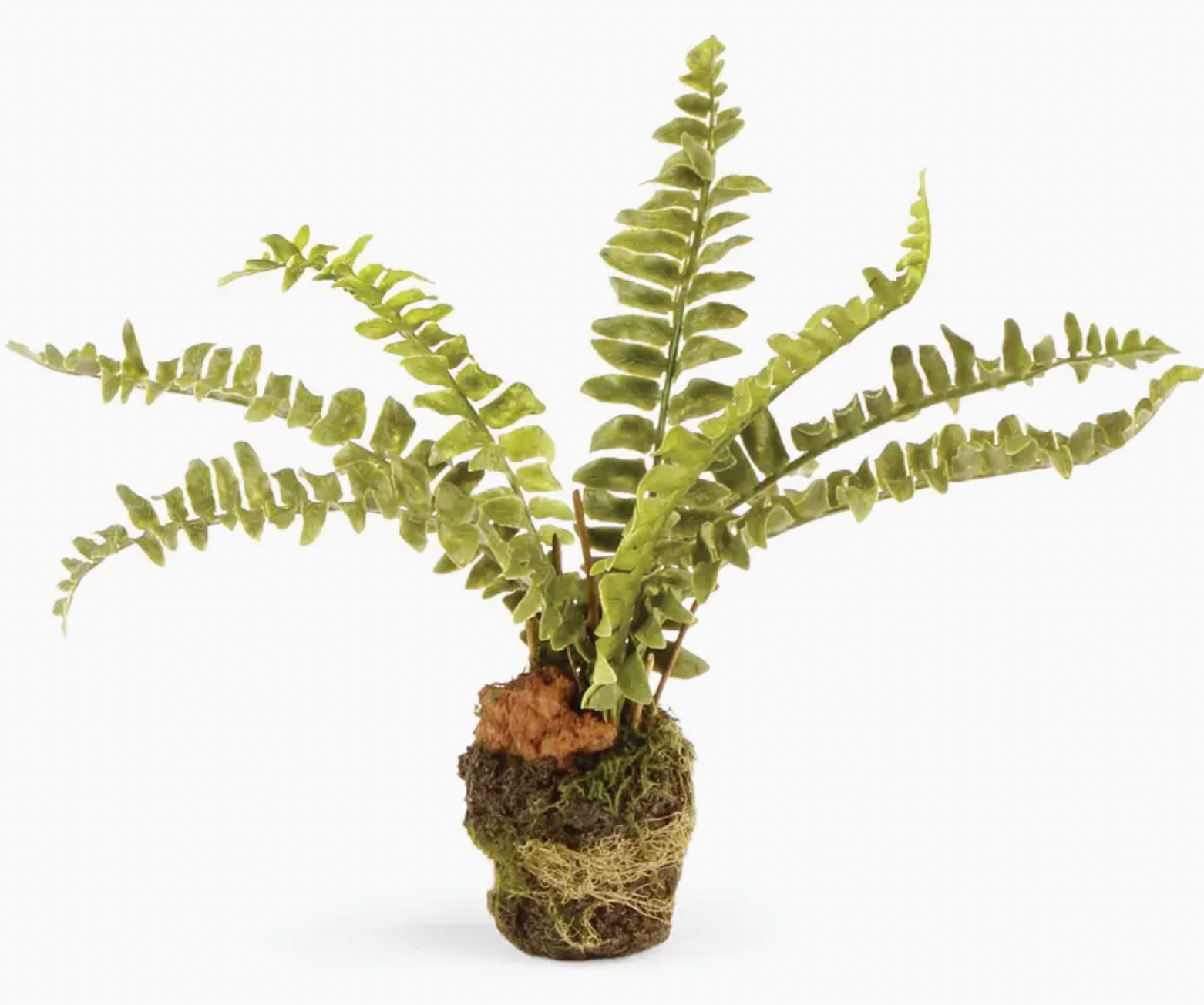 Boston Fern Drop-In (7.5")