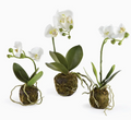 Phalaenopsis Drop-In ST/3