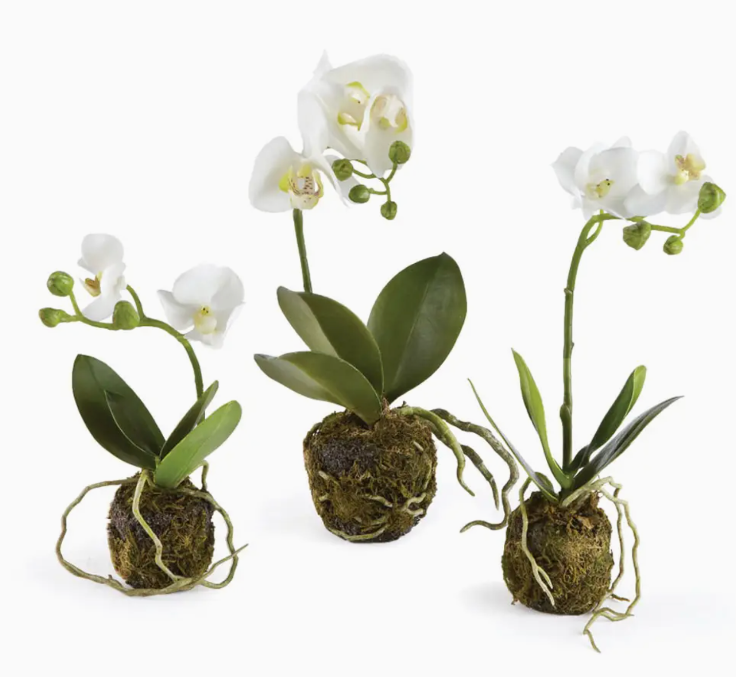 Phalaenopsis Drop-In ST/3