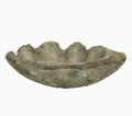 Cast Concrete Clam Shell