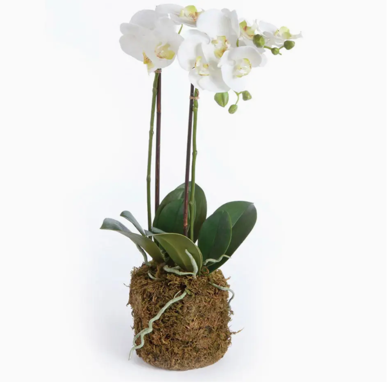 Phalaenopsis Orchid Drop-in 23"