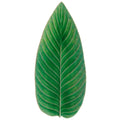 Strelizia Leaf