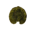 Alchemille Leaf