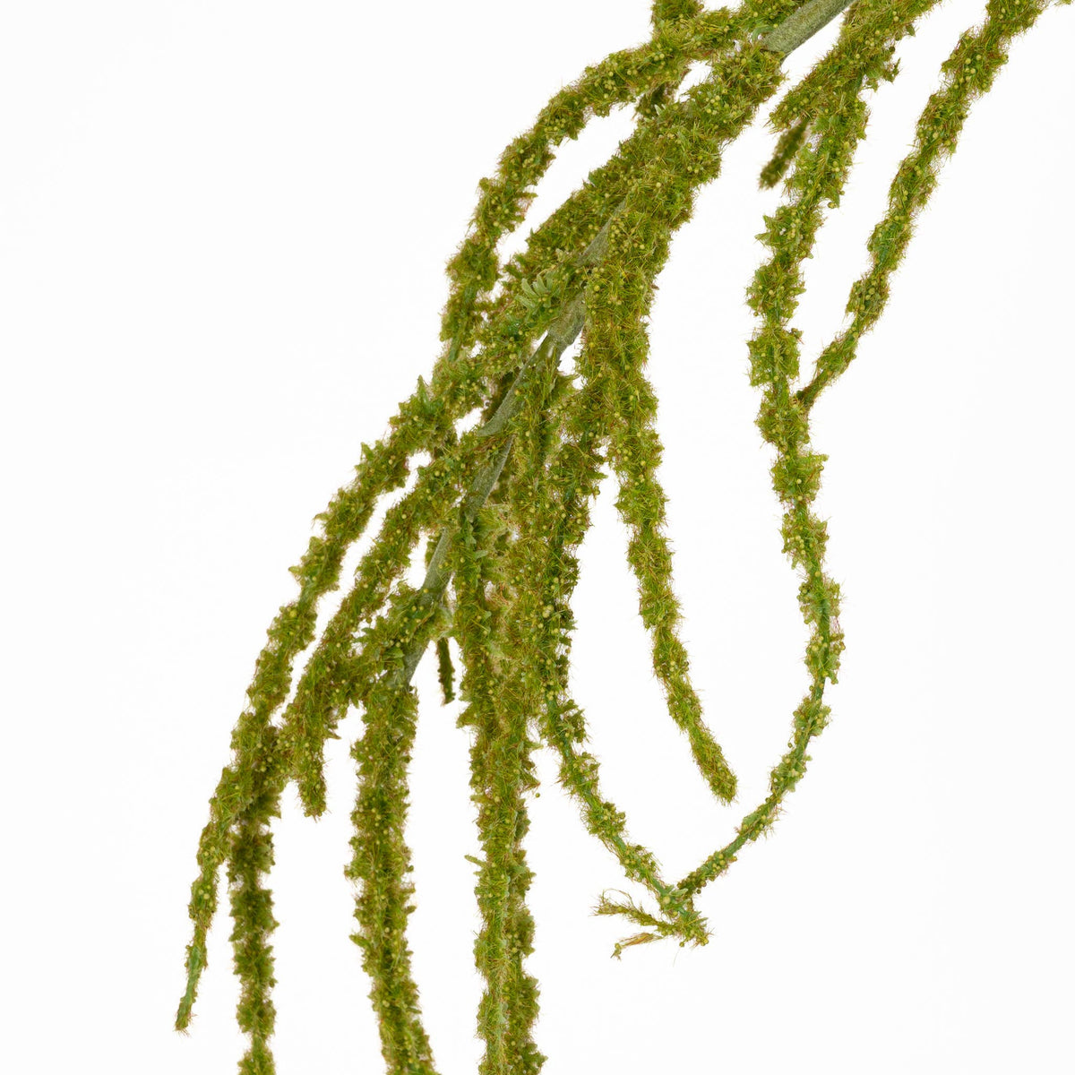 Amaranthus Hanging Spray Green 39 Inch