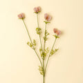 Dandelion Pom Pom Spray, Pink