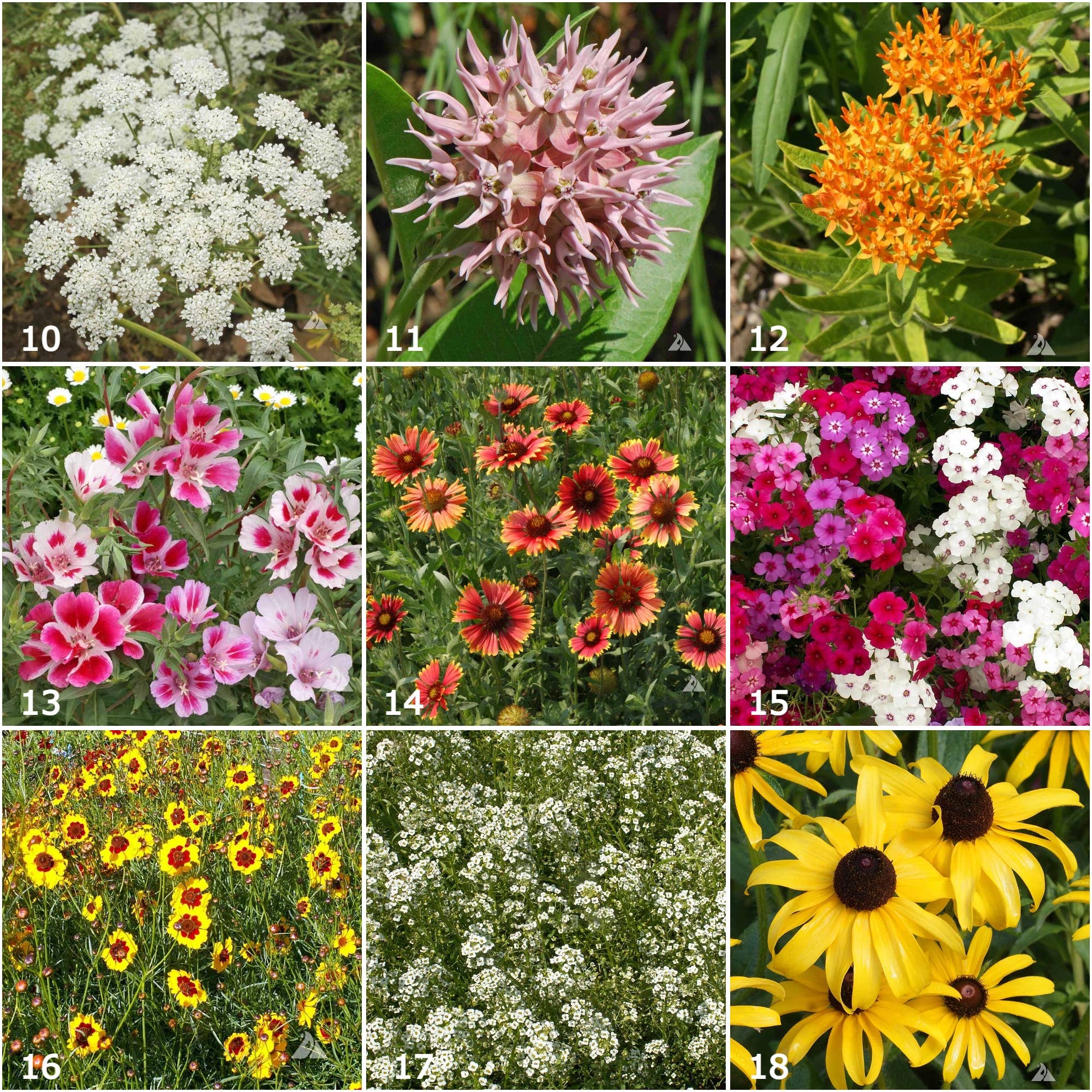 Scatter Garden | Butterfly Habitat | Best Seller