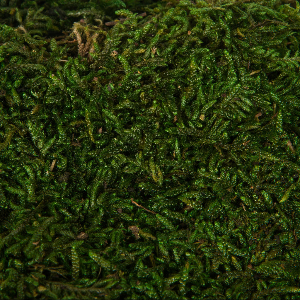 Vickerman 1.1 Lbs Bag of Green Sheet Moss, Preserved