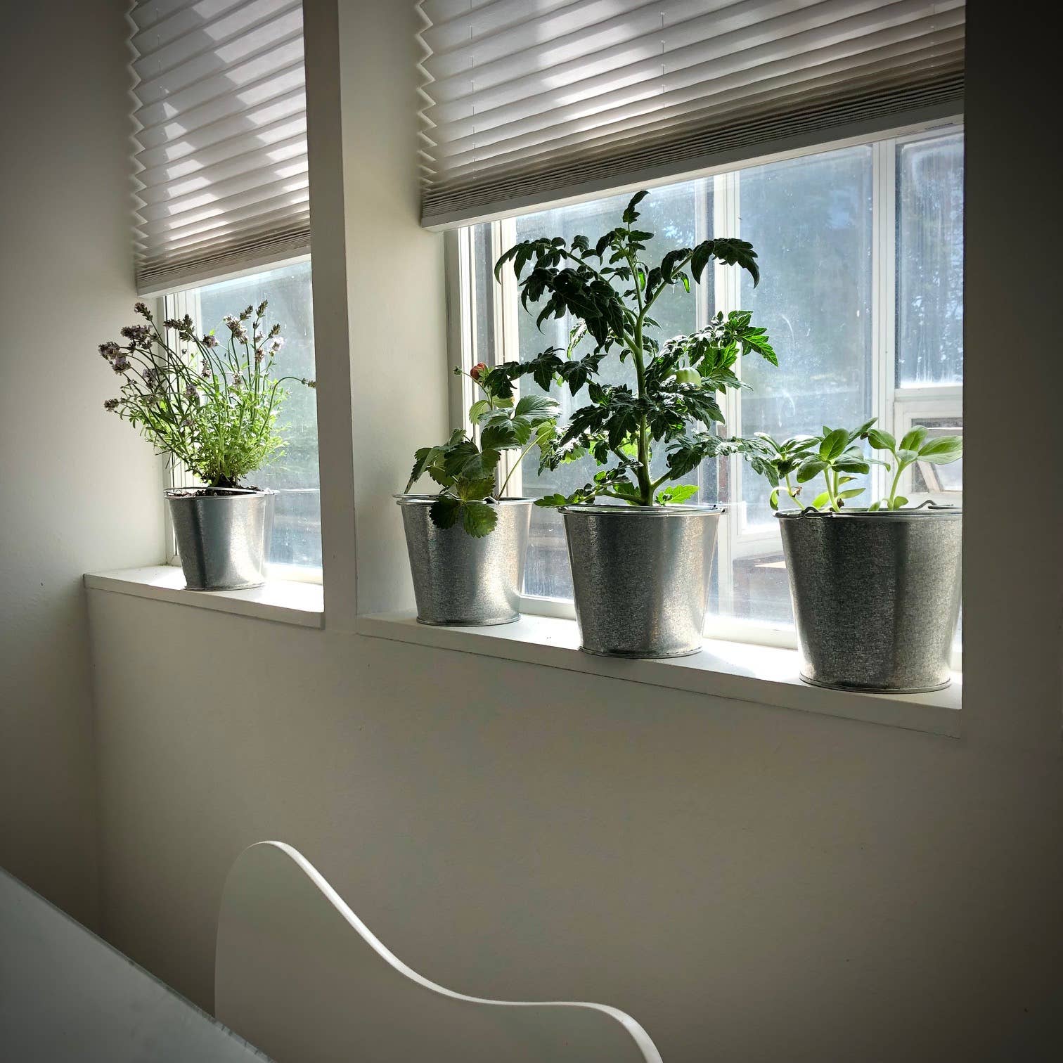 Garden in a Pail | Herbs | Kitchen | Spring gift