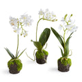 Dendrobium Orchid Drop-Ins 12", Set Of 3