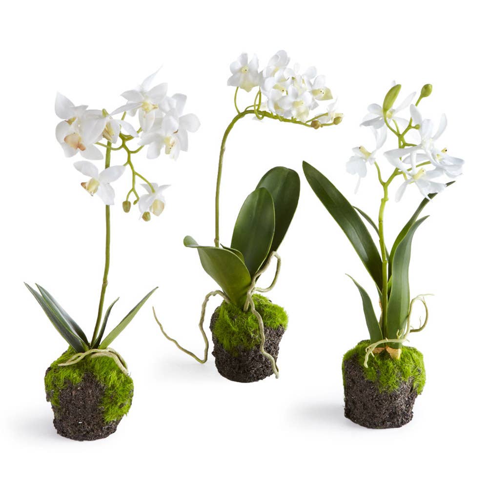Dendrobium Orchid Drop-Ins 12", Set Of 3