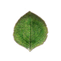 Hydrangea Leaf, Tomate