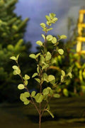 Green Beech Stem - 100cm