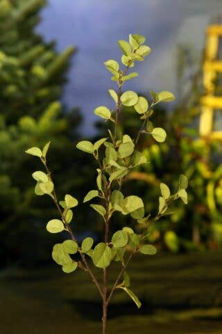 Green Beech Stem - 100cm