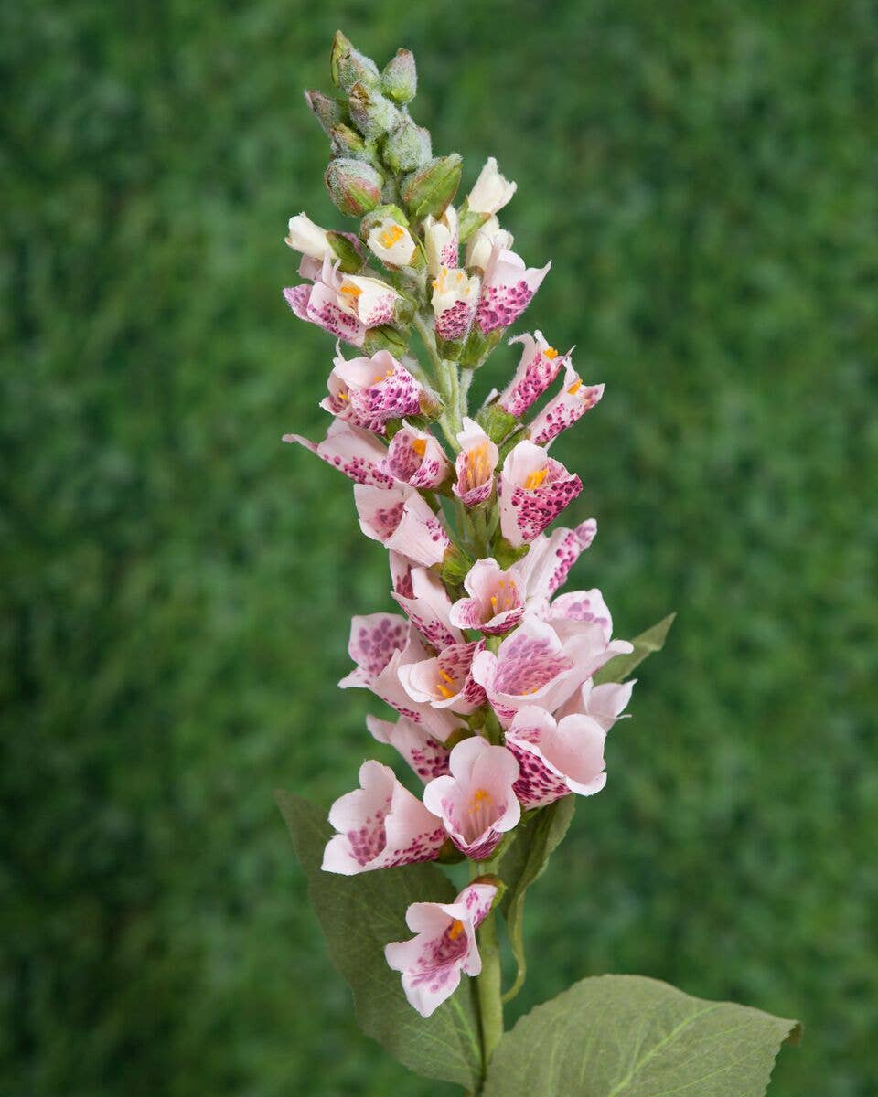 Pink Foxgloves